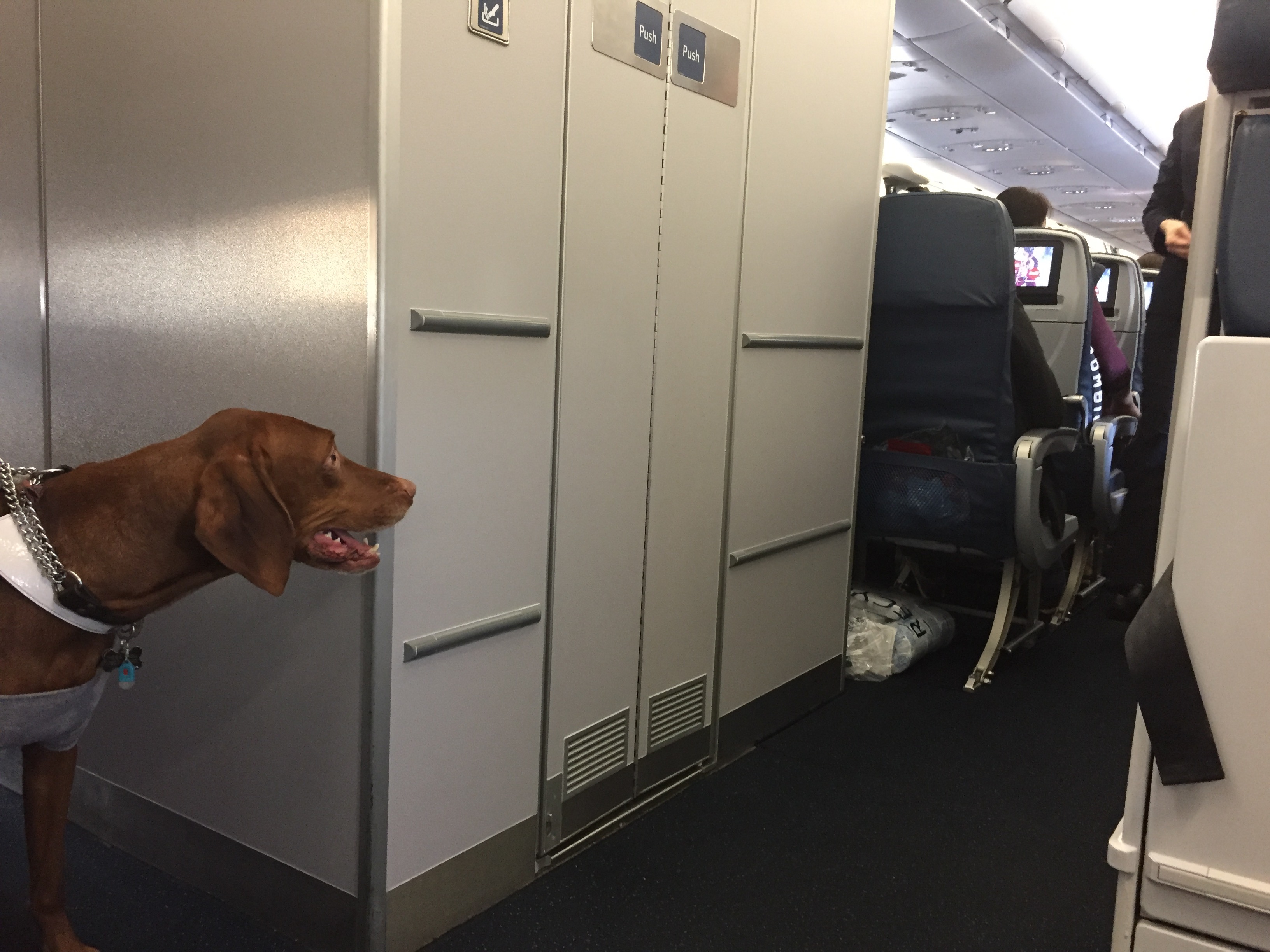 Emotional Support Animals On Airplanes Are Getting Out Of Control No Mas Coach