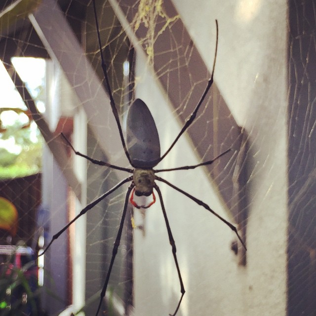Escape the creepy GIANT spiders in Australia!