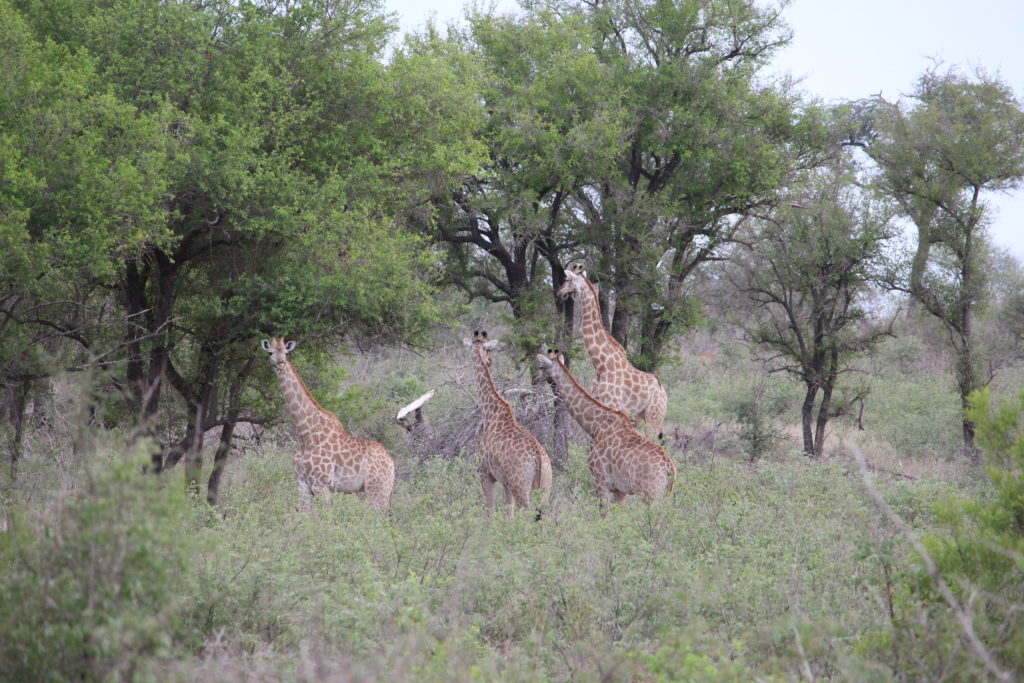 Giraffes as seen from our viewing deck