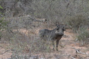 Curious warthog