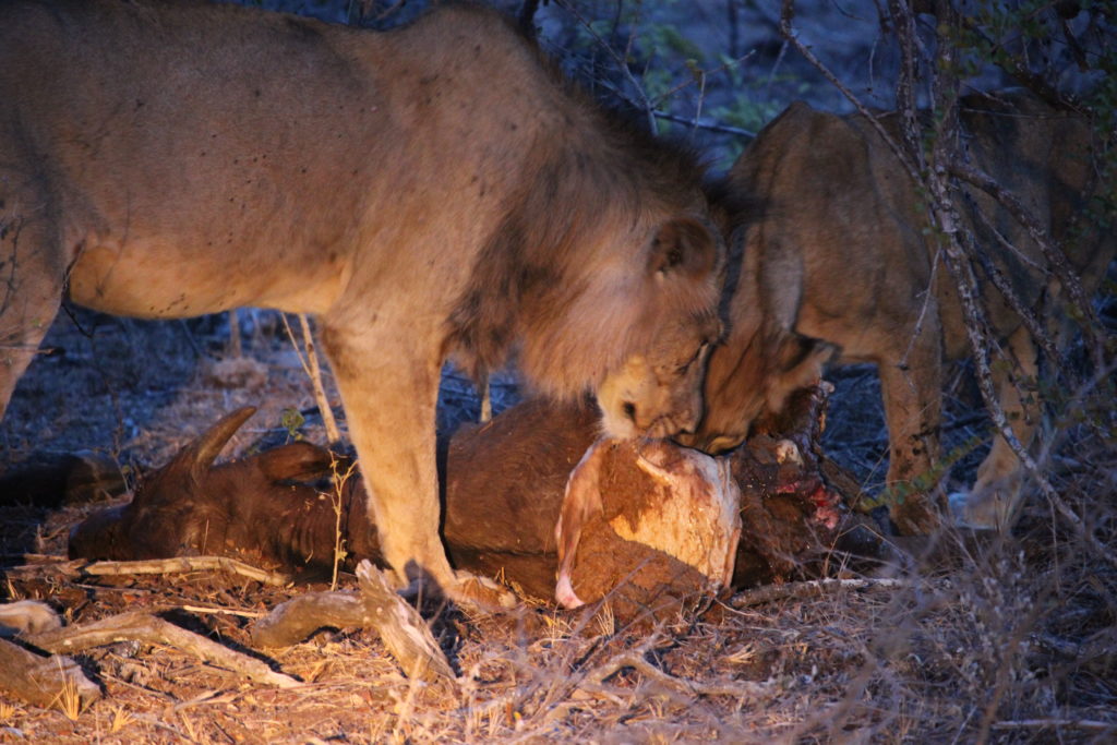 Lions feasting on water buffalo