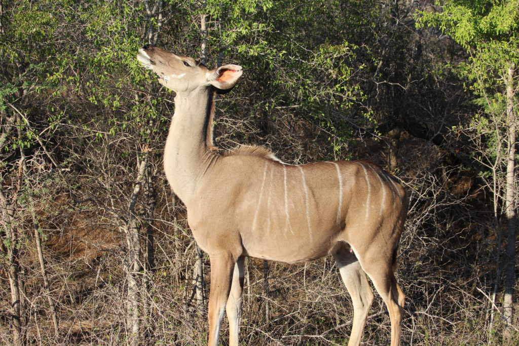 Female Kudu (they're tasty!)