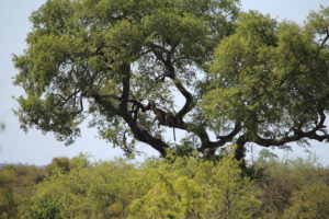 Leopard up in the tree... just follow the tail and you'll see it.