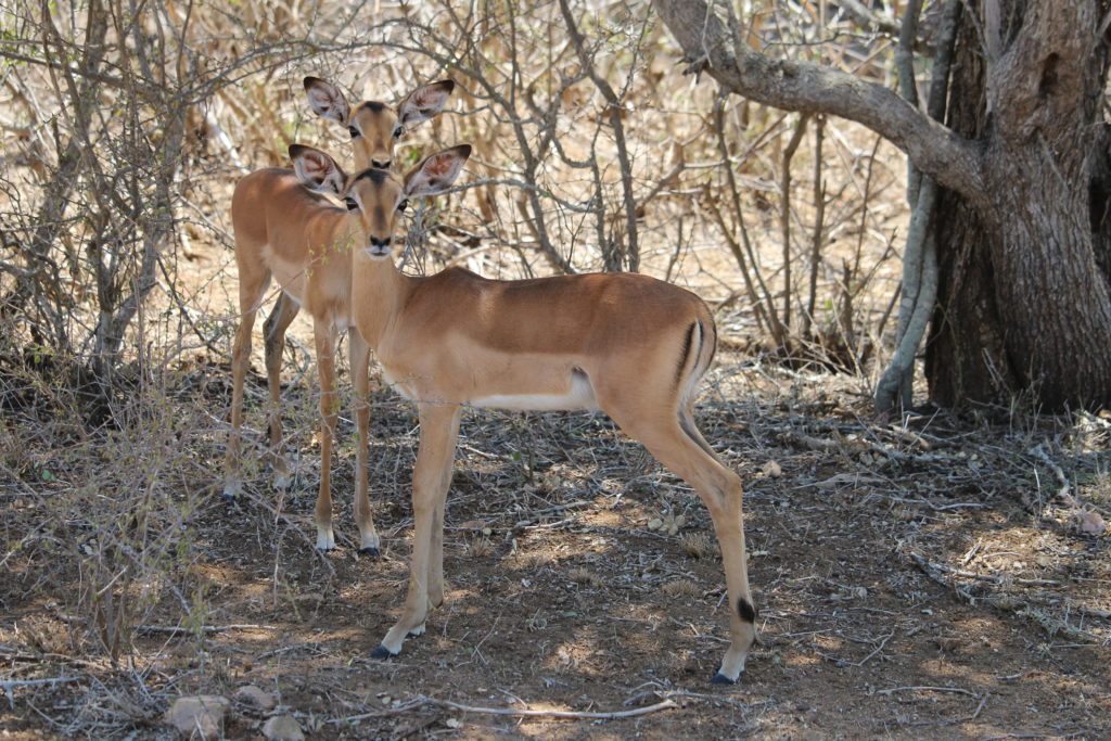 Impalas. Impalas everywhere.