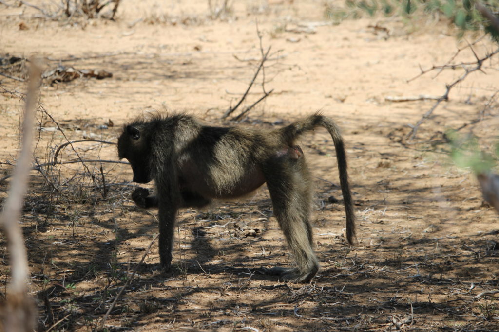 Baboon. These guys are mean and scary.