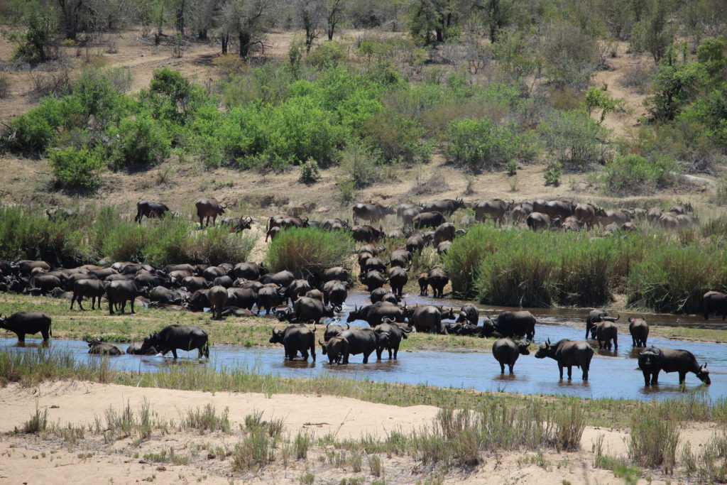 Water buffalo herd