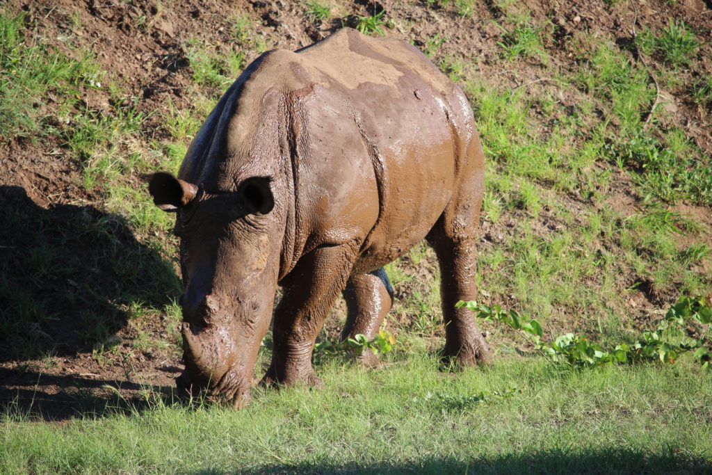 Mud covered Rhino