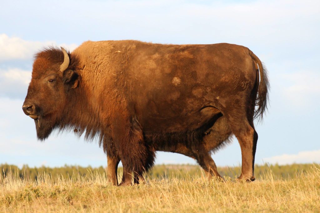 Yellowstone Bison