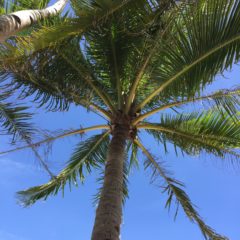 Win a Free Trip to Punta Cana, Dominican Republic!