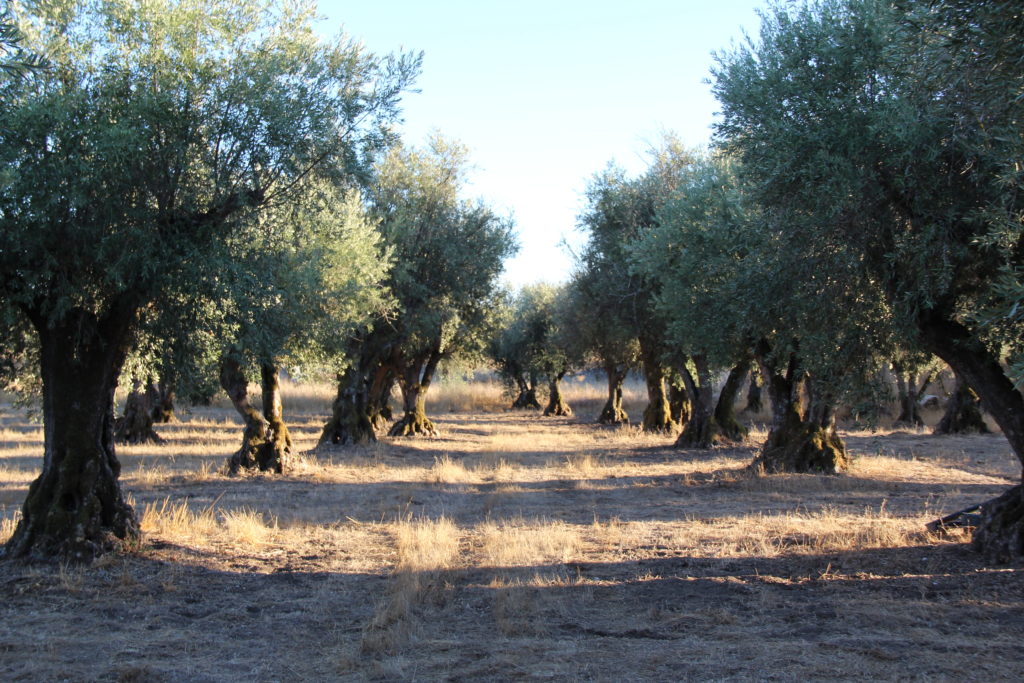 Olive Trees at Convento do Espinheiro