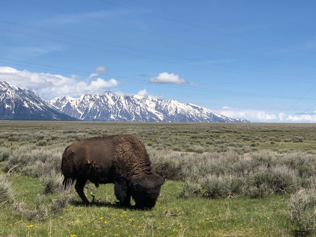 a bison grazing in a field with snow covered mountains in the background