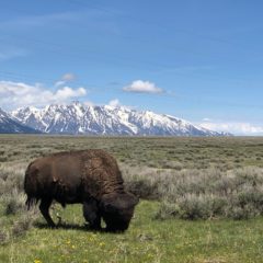 Jackson Lake Lodge, a Hotel Review