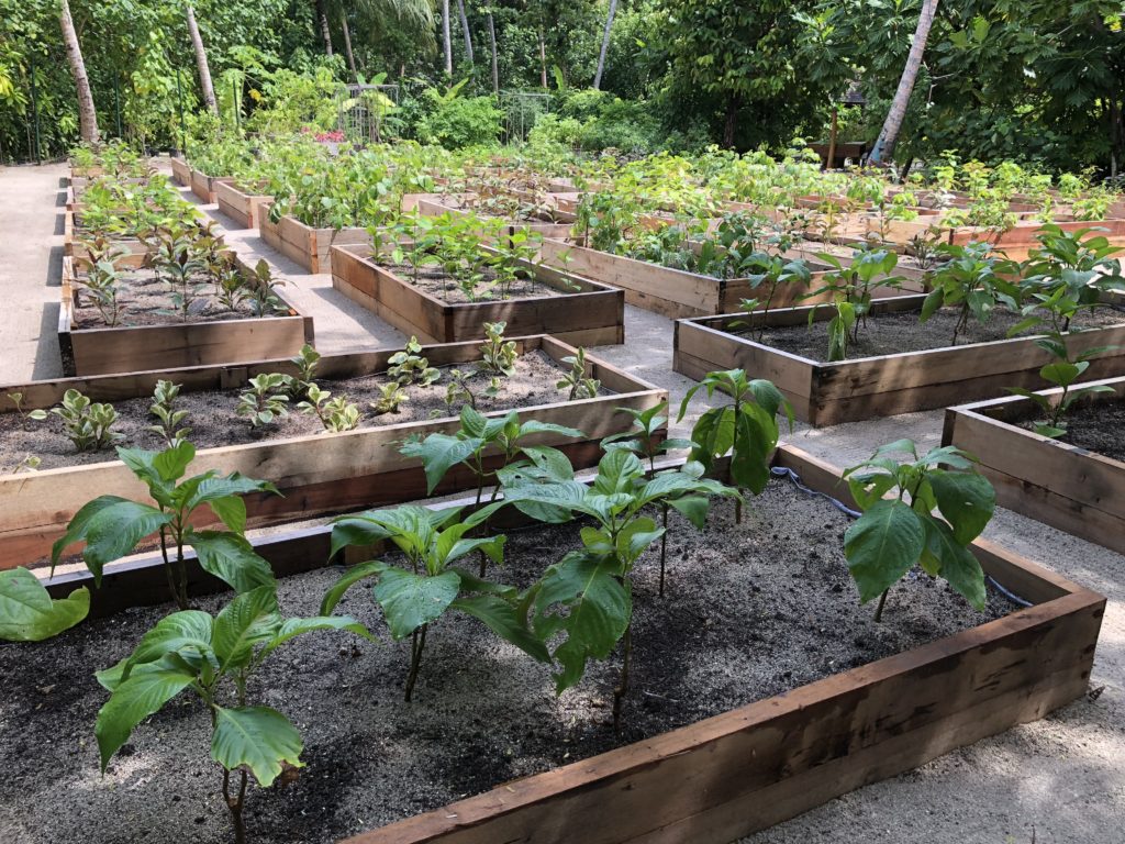 a garden with plants in it