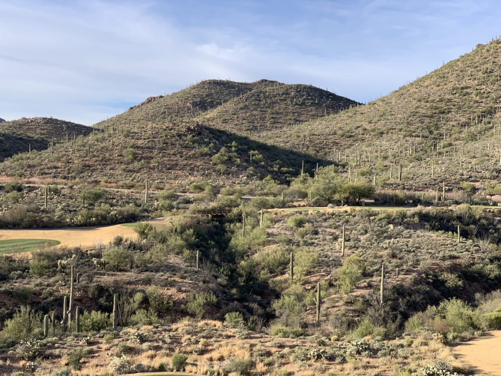 a landscape of a desert with cacti and other plants